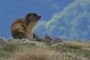 03 Le amate fischianti marmotte son di vedetta